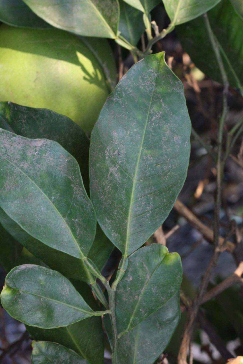              Unifoliolate leaf (Riverside, CA)       